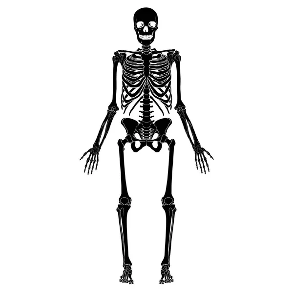 Människans skelett, eps 10 — Stock vektor