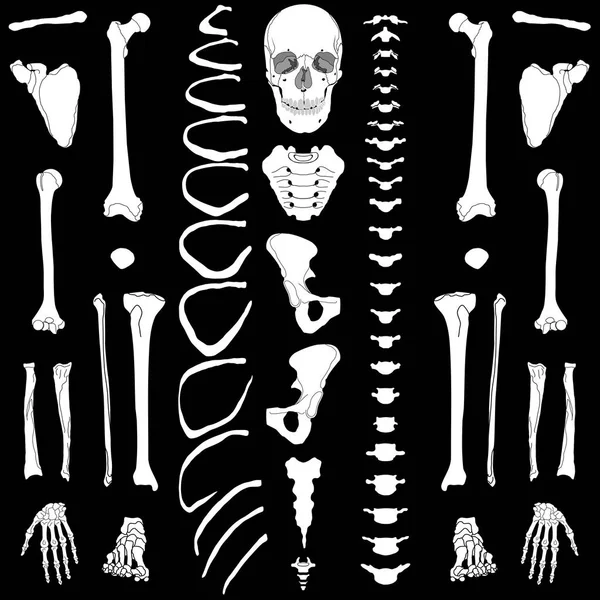 Menselijk skelet, eps 10 — Stockvector