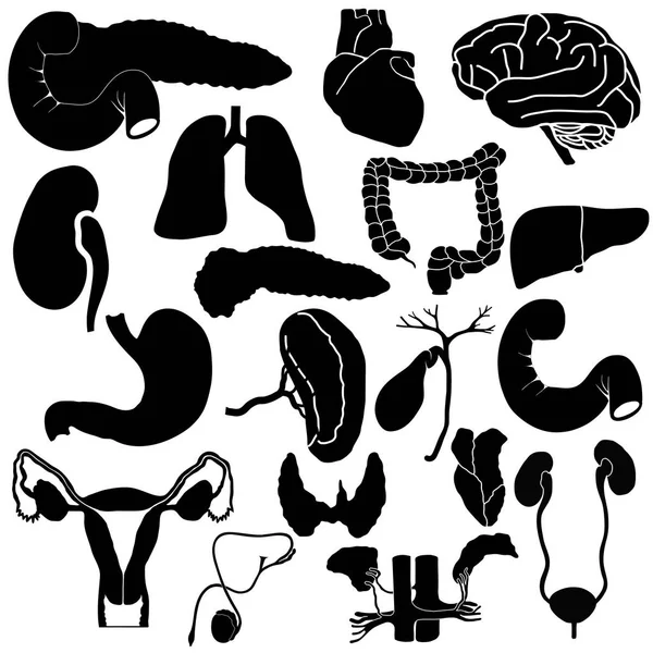 Internal organs,  eps 8 Royalty Free Stock Vectors