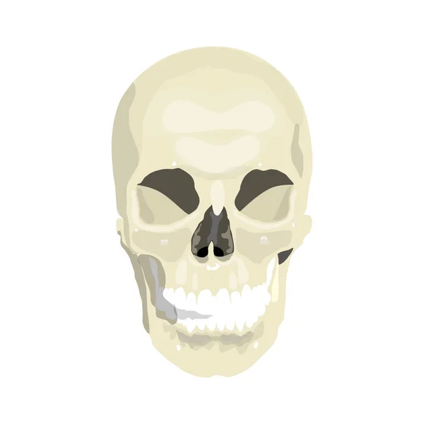 白色背景下的人类头骨 — 图库矢量图片