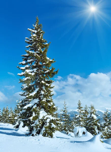 Soleil au-dessus de la forêt hivernale de sapins de montagne — Photo