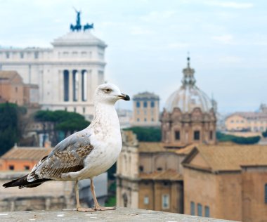 Palatine hill göster.