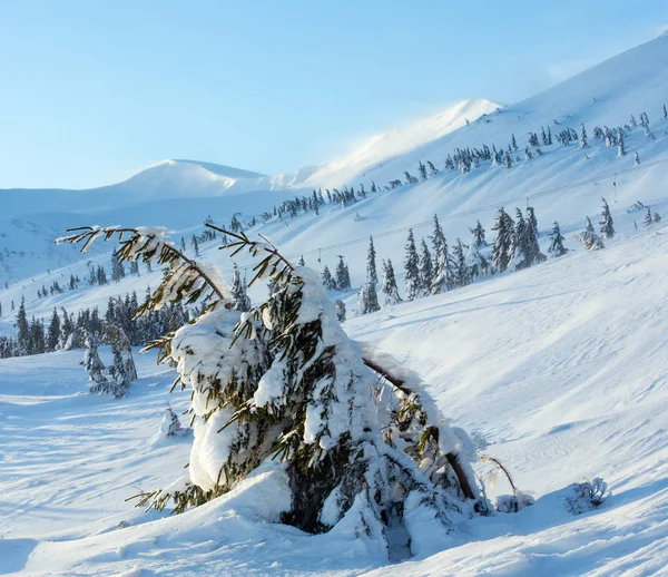 Besneeuwde en ijzige sparren op winter heuvel. — Stockfoto