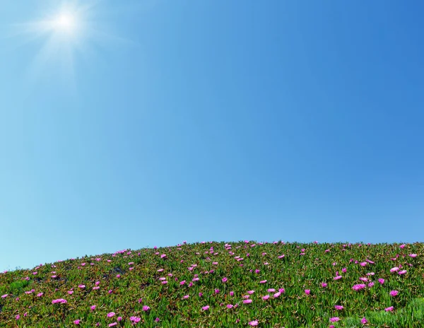 Blue sunshine sky and pink flowers on hillside. — Stock Photo, Image