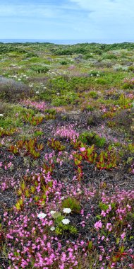 Yaz çiçek açması shore.
