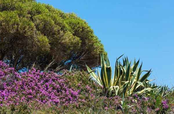 Agave plant and purple flowers. — Stock Photo, Image