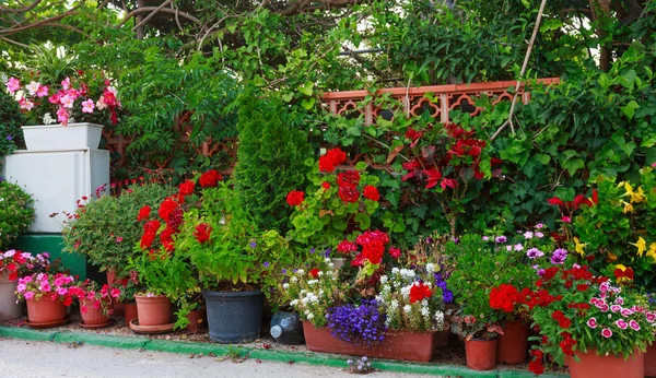 Panelas com flores coloridas . — Fotografia de Stock