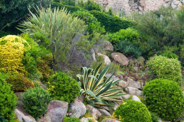 Çiçek açması yaz park.