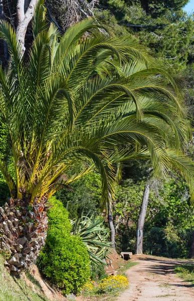 Palmboom in zomer park. — Stockfoto