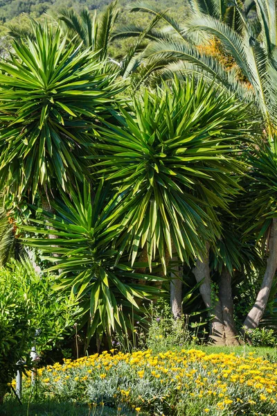 Palmy w lato park. — Zdjęcie stockowe