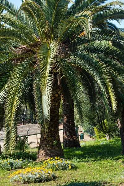 Palm tree in summer park. — Stock Photo, Image