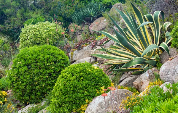 Bloeiende zomer park. — Stockfoto