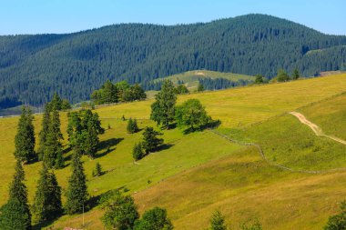 Yaz dağ manzarası (Karpat, Ukrayna).