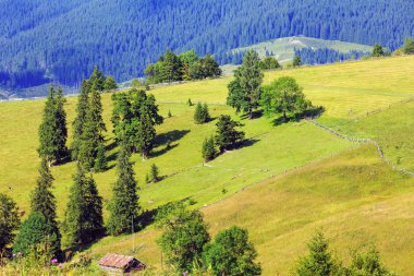 Yaz dağ manzarası (Karpat, Ukrayna).