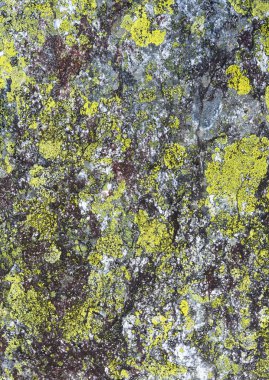 Liken (arka plan ile taş).