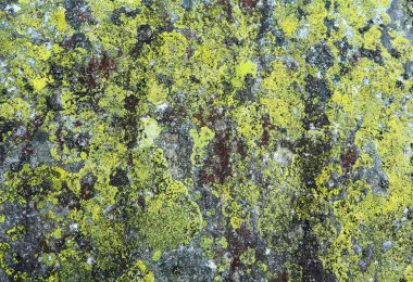 Liken (arka plan ile taş).