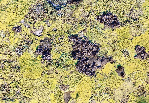 Piedra con liquen (fondo ). — Foto de Stock