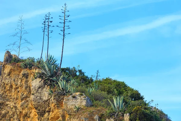 Planta de agave en acantilado . —  Fotos de Stock