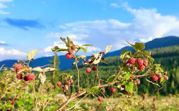 Wild raspberries and summer Carpathians. — Stock Photo, Image