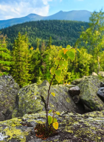 Petit arbre sur pierre, Carpates, Ukraine — Photo