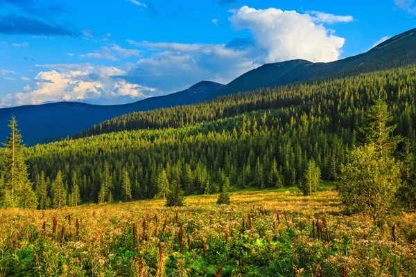 야생 라스베리와 여름 Carpathians. — 스톡 사진