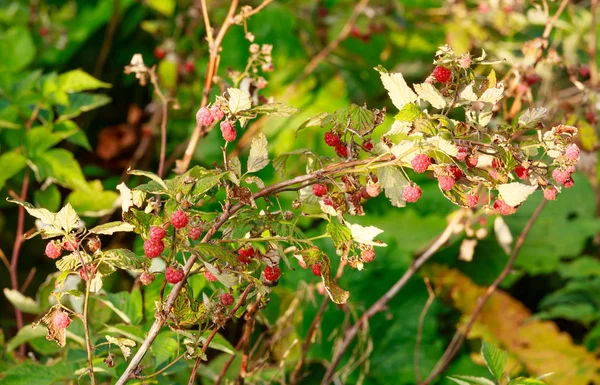 Twig wild raspberries with red berries. — Stock Photo, Image