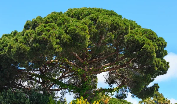 Conifer drzewa na tle nieba. — Zdjęcie stockowe
