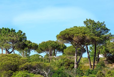 Tepede çam ağaçları. 