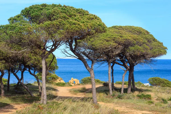 Pine trees on ocean shore. — Stock Photo, Image