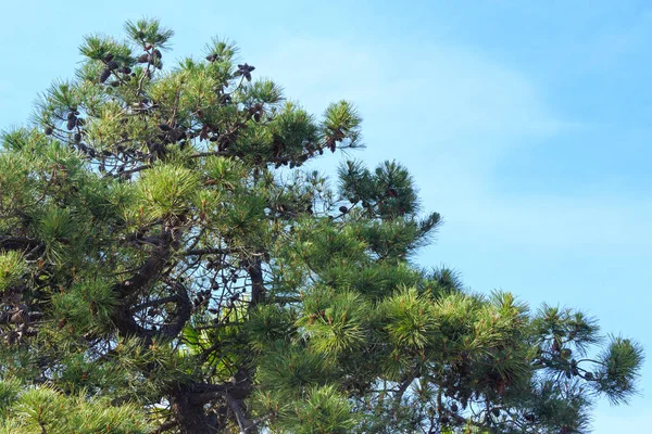 Pine trees top. — Stock Photo, Image