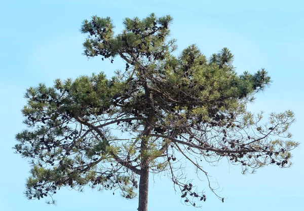 Pine bomen boven. — Stockfoto