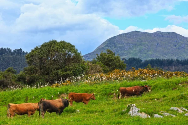 Troupeau de vaches sur la colline d'été . — Photo