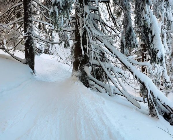 Zimní horský prales — Stock fotografie