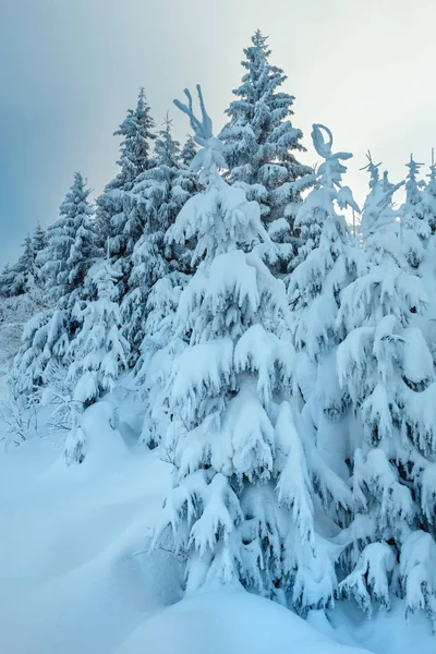 Winter Oekraïense Karpaten landschap. — Stockfoto