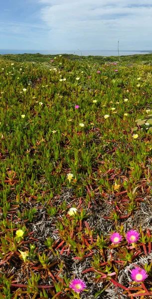 Pembe ve beyaz çiçekler (Carpobrotus) kıyısında. — Stok fotoğraf