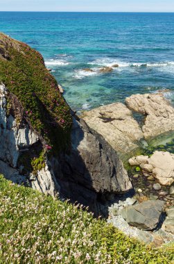Yaz çiçek açması Atlantic coast (Galiçya).