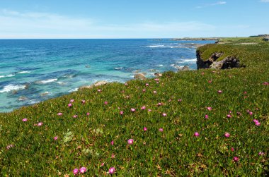 Atlantik çiçek açması kıyı şeridi (İspanya).