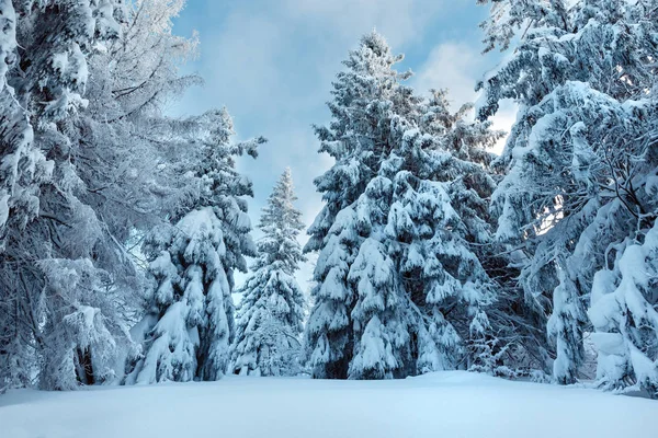 Karpatské zimní les. — Stock fotografie