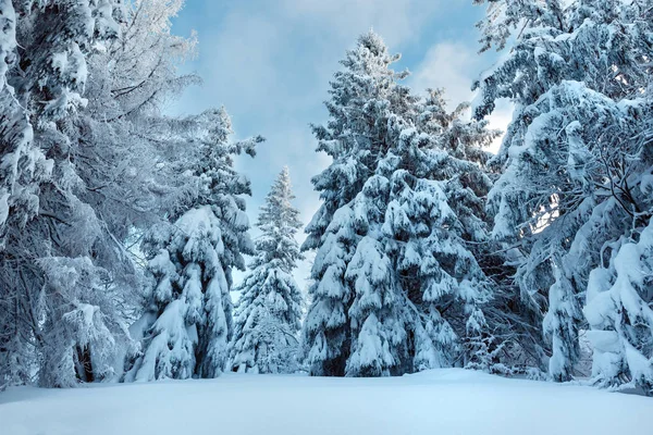 Foresta carpatica invernale . — Foto Stock