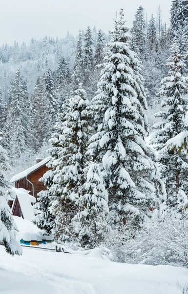 Winter-Tannenwald in den ukrainischen Karpaten. — Stockfoto