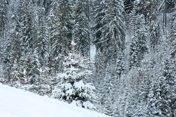 Zimowe Carpathian forest. — Zdjęcie stockowe