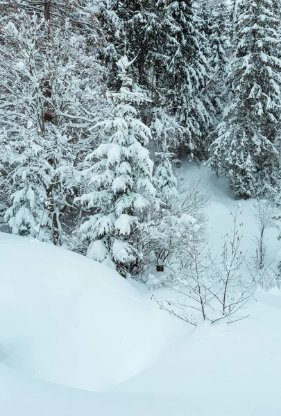 Winter Carpathian forest. — Stock Photo, Image