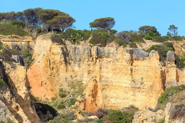 Acantilado con árboles de coníferas en la cima (Algarve, Portugal ). —  Fotos de Stock