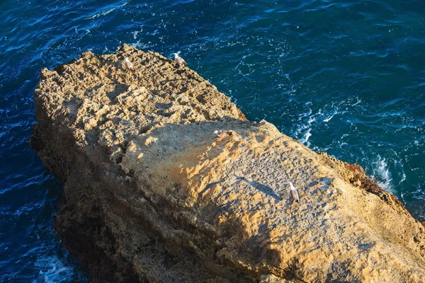 Costa rocosa atlántica (Algarve, Portugal) ). —  Fotos de Stock