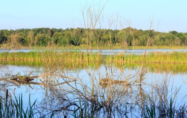 Akşam yaz göl manzara.
