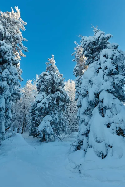 Зимние Украинские Карпаты . — стоковое фото