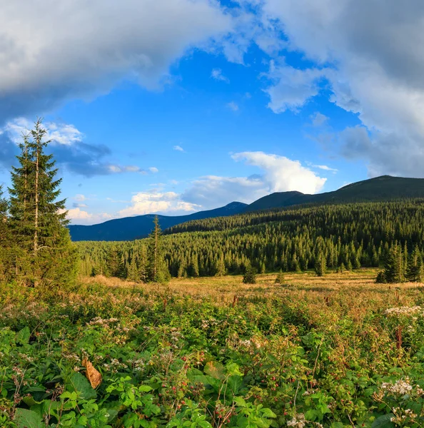 Dzikiej maliny i Latem Karpaty. — Zdjęcie stockowe