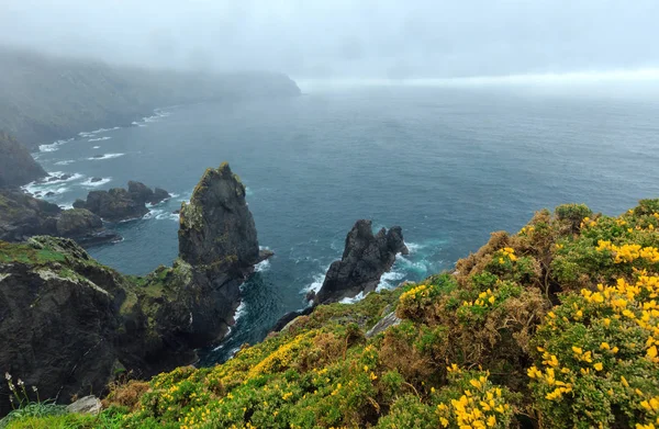 Blossoming Cape Ortegal (Spain). — Stock Photo, Image