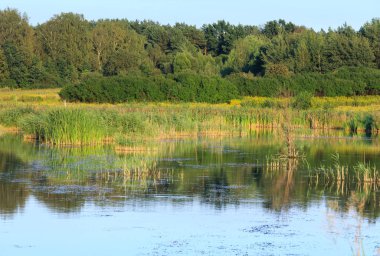 Akşam yaz göl manzara.