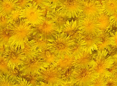 Sarı bahar karahindiba çiçek arka plan